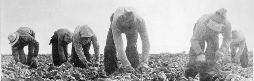 Dorothea Lange: Philippinische Arbeiter ernten Salat, Salinas, Kalifornien. 1935.