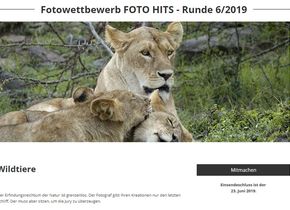 FOTO HITS-Wettbewerb „Wildtiere“ vom 20. Mai 2019 bis 23. Juni 2019.