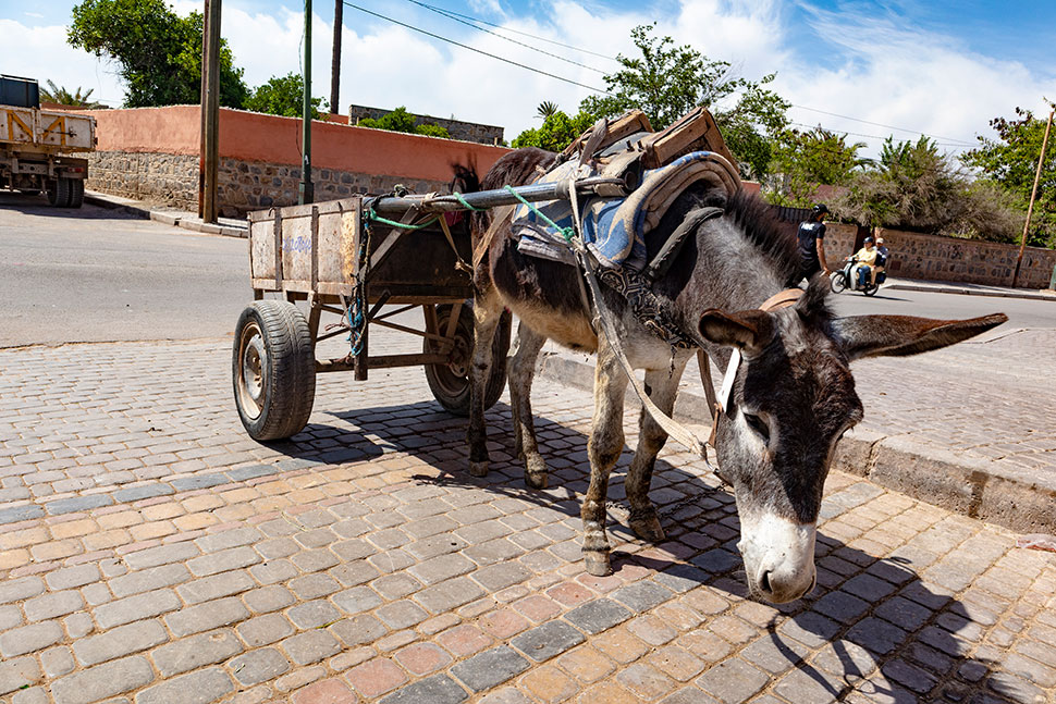 Ein häufig genutztes Lasten-Taxi in Marrakesch: Der klassische Esels-Karren.