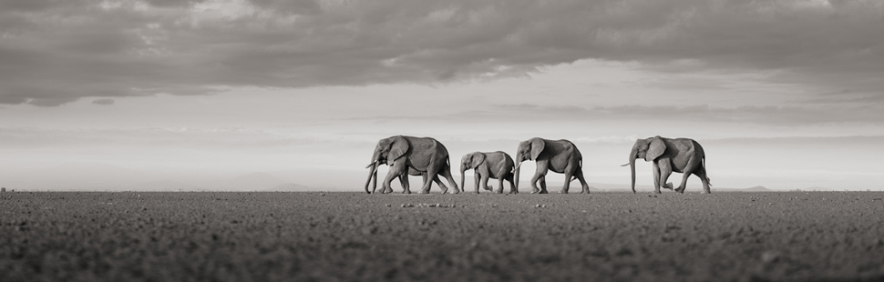 Joachim Schmeisser: Elefanten kreuzen den Weg, Kenia 2017
