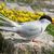 Fotowettbewerb „Vögel das Wattenmeeres“