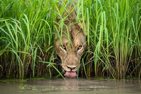 © Isak Pretorius - Wildlife Photographer of the Year