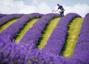 Der Lavendel-Farmer Rory Irwin überprüft kurz vor der diesjährigen Ernte Reihen von Gartenlavendel auf der Tarhill Farm in Kinross. Aufnahmedatum: Dienstag, 27. Juli 2021, Fotografin: Jane Barlow