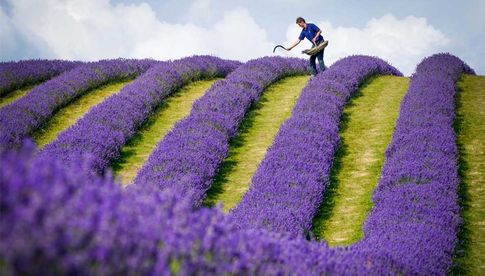 Der Lavendel-Farmer Rory Irwin überprüft kurz vor der diesjährigen Ernte Reihen von Gartenlavendel auf der Tarhill Farm in Kinross. Aufnahmedatum: Dienstag, 27. Juli 2021, Fotografin: Jane Barlow