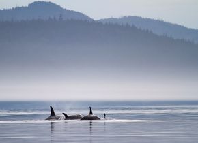 Im Sommer wandern Millionen Lachse in Alaska die Flüsse hinauf, um sich fortzupflanzen und schließlich zu sterben. Sie werden zu einer leichten Beute für Schwertwale, Seelöwen, Seehunde, Fischotter - und für Lachshaie. © Ampersand