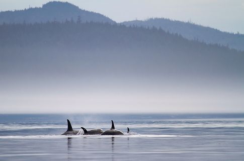 Im Sommer wandern Millionen Lachse in Alaska die Flüsse hinauf, um sich fortzupflanzen und schließlich zu sterben. Sie werden zu einer leichten Beute für Schwertwale, Seelöwen, Seehunde, Fischotter - und für Lachshaie. © Ampersand