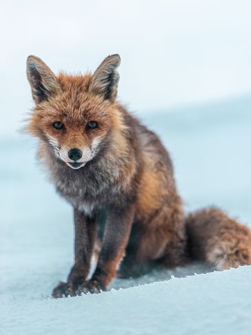 © Emil Holthausen, Germany, Shortlist, Youth competition, Natural World & Wildlife, Sony World Photography Awards 2021