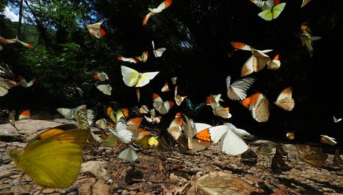 Takehito Sato, Butterflies wild dance in tropical jungle