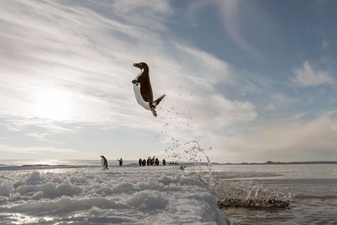 Kaiserpinguin Adélie erhebt sich mit einem beeindruckenden Sprung aus dem eisigen Wasser. © Vincent Munier