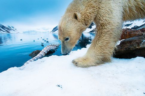 Ein Foto aus dem Buch. Eisbar im Svalbard-Archipel/ Norwegen. Fotograf: Florian Schulz.