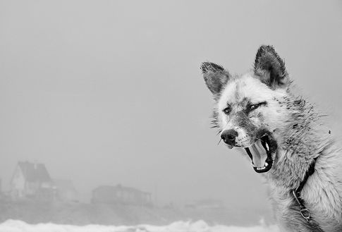 Sled Dog, Thule, Greenland, 1987. Axelsson hörte von den Jägern Geschichten wundersamer Rettungen. Selbst wenn sie sich hoffnungslos verirrt hatten, brachten ihre treuen Schlittenhunde sie wieder nach Hause. © Ragnar Axelsson