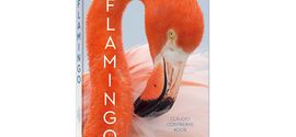 Claudio Contreras Koob: Flamingo. teNeues 2022.