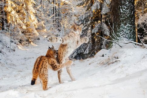 © Julius Kramer - Wildlife Photographer of the Year