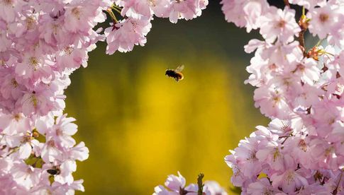 Platz 5 des Wettbewerbs von National Geographic und Olympus: „Lucky Bee“ von Carl Brugger