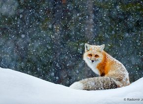 Winteraktion bei Canon: Sofortrabstt und Fotowettbewerb