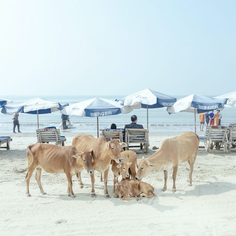 Kühe am Strand von Cox’s Bazar, Bangladesch, 1. Februar 2022 aus der Serie „Sea Beach“ © Ismail Ferdous/LOBA 2023