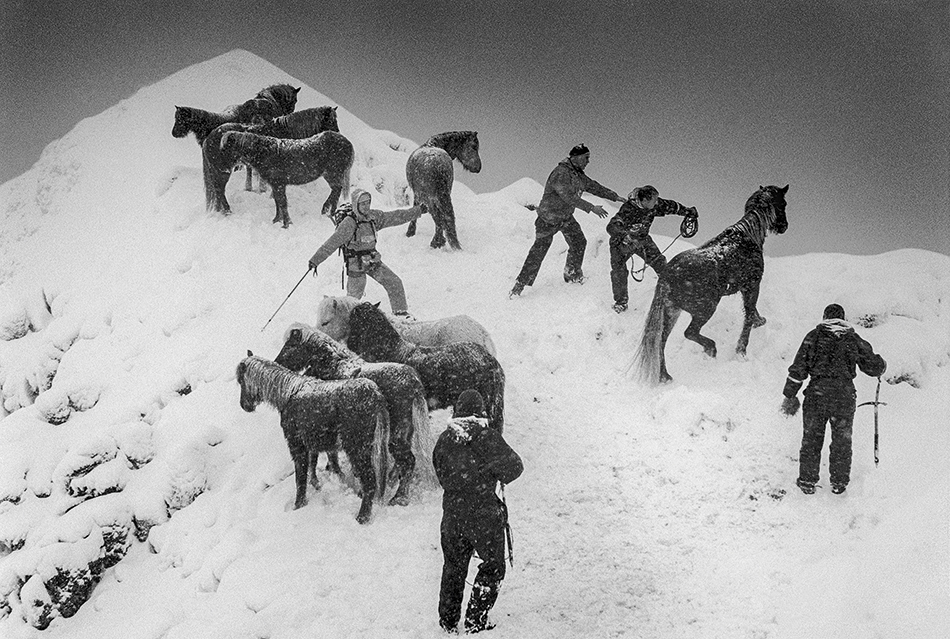 Horse Rescue, Skarðsheiði, Iceland, 1995. Die zähen Islandpferde werden vom Hang des erkalteten Vulkans gerettet. © Ragnar Axelsson