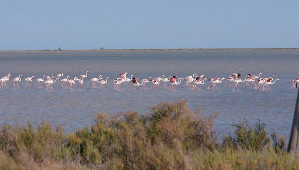 Der Naturpark Camargue, der sich zwischen zwei Rhône-Armen erstreckt, ist berühmt für seine Flamingos. © Elephant Doc