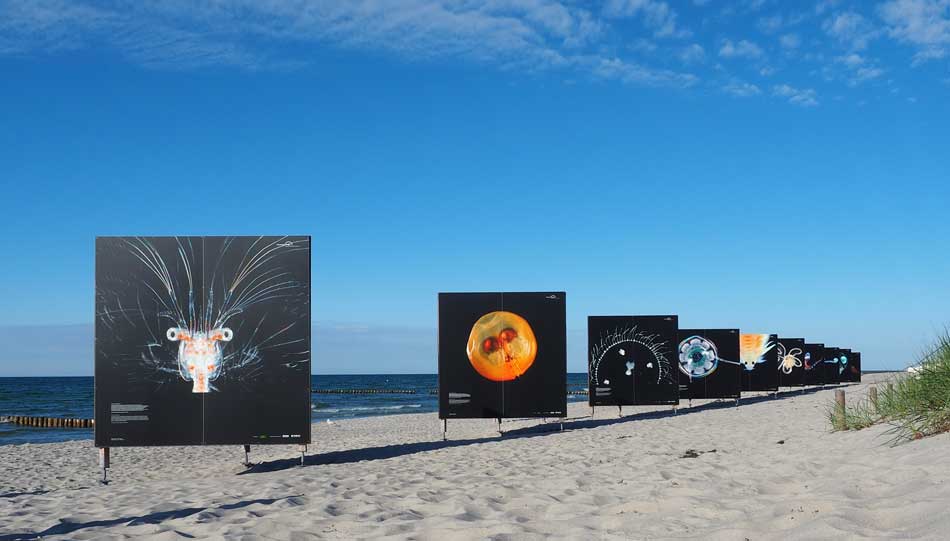 Strandausstellung „Tiefseewesen“ von Solvin Zankl (8. September bis 11. Oktober 2021) an der Seebrücke Zingst. Foto: Yvonne Ebert